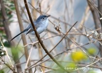 blue gray gnat catcher 2 500_1737.jpg