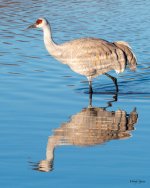 Crane-550.jpg