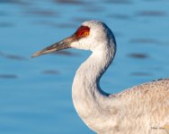 Crane-551.jpg