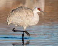Crane-552.jpg
