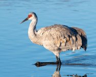 Crane-553.jpg