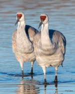 Cranes-550.jpg
