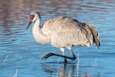 Crane-560.jpg