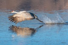 CraneTakeOff-550.jpg