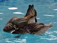 Mallard4.jpg