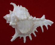 shell-stack-1.jpg