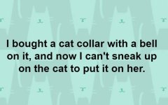 cat.JPG