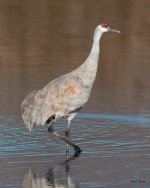 Crane-555.jpg