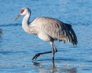 Crane-556.jpg