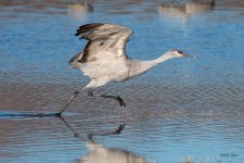 CraneSeries-552.jpg