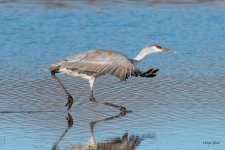 CraneSeries-554.jpg
