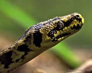 DSC_9493.jpg