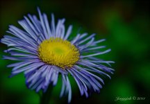 166-blue fringe daisy.jpg