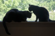 Mama Cat.jpg