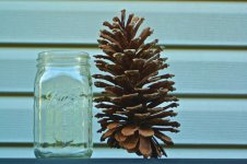 Carolina Pinecone.jpg