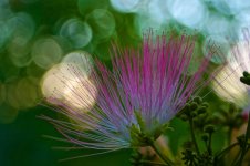 Mimosa Blossom.jpg