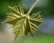 DSC_0223.jpg