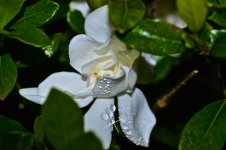 White Flower with Dew.jpg