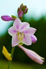 Hostra Blossom.jpg