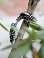 Downy Woodpecker Male and Young.jpg