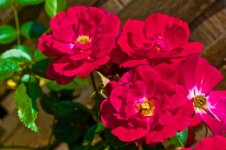 Different Red Flowers.jpg