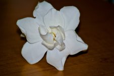 White Gardenia Blossom.jpg