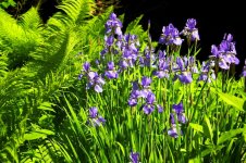 street light flowers.jpg