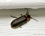 DSC_0391.jpg