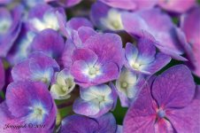 172-Hydrangea.jpg