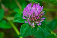 Purple Clover.jpg