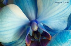 173-blue orchid.jpg