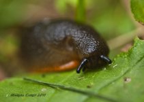 Slug.jpg