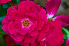 Red Flowers.jpg