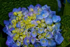 Bundle of Flowers.jpg
