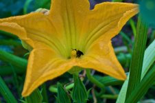 Zuchini Blossom.jpg