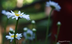 175-shasta daisies.jpg