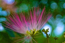 Mimosa Blossom Finale.jpg