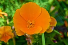 Orange Flower.jpg