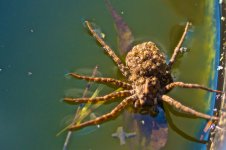Spider with young.jpg