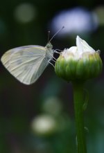 178-butterfly.jpg