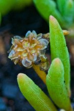 Passion Flower Bud.jpg