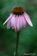 179-purple cone flower.jpg