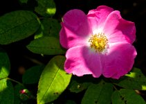 Found another flower!.jpg