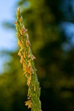 Dewey CornStalk.jpg