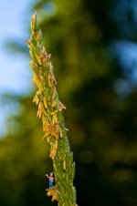 Dewey CornStalk (2).jpg