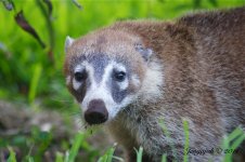 181-Tejon Coati.jpg
