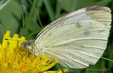 DSC_0749-1-1.jpg
