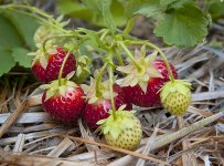 fraises.jpg