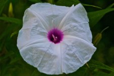 Crouching Blossom, Hidden Spider.jpg