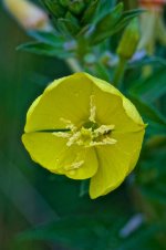 Yellow Flower.jpg